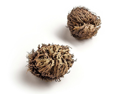 Rose of Jericho