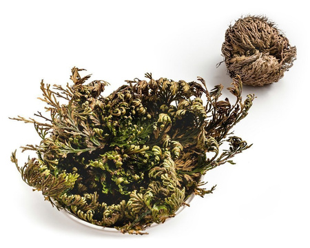 Rose of Jericho