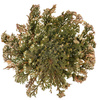 Rose of Jericho