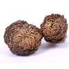 Rose of Jericho