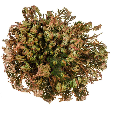 Rose of Jericho